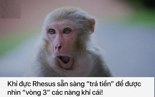 Khỉ đực Rhesus chấp nhận mọi giá để có thể duy trì giống nòi