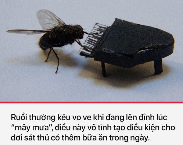 Với loài ruồi, chúng thà một phút "lên đỉnh" còn hơn là chẳng bao giờ
