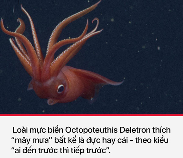 Loài mực ống Octopoteuthis deletron vô cùng linh hoạt trong "chuyện ấy"