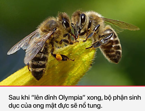 Ong mật đực quả là một trong những "ông bố" vĩ đại nhất trong các loài động vật