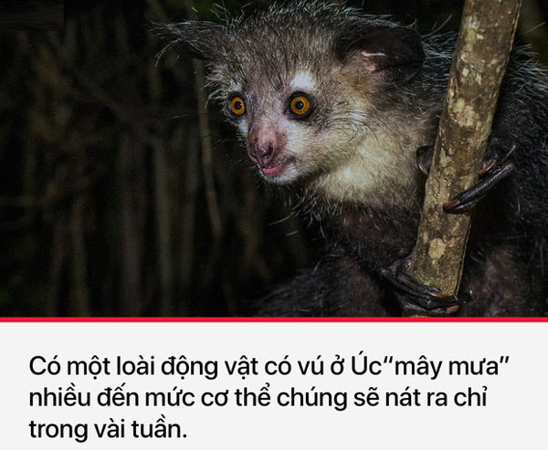 Có lẽ đây là loài động vật "sung sức" nhất thế giới