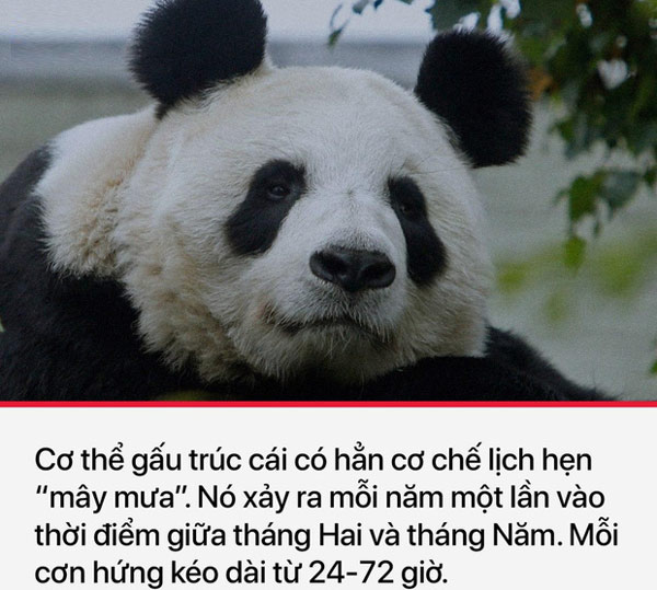 Có lẽ đây là loài động vật "sung sức" nhất thế giới