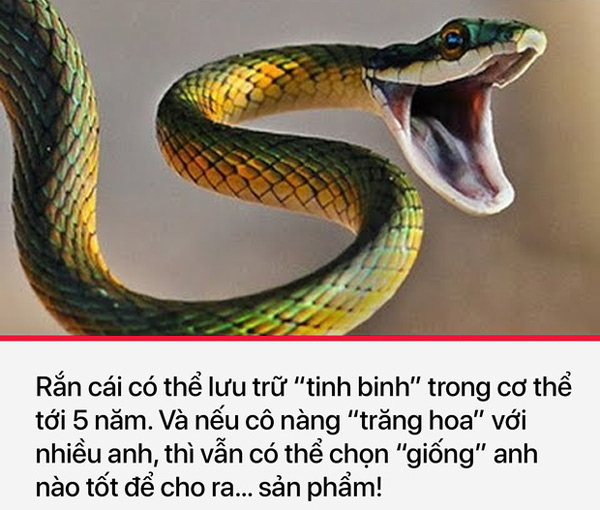 Rắn cái có rất nhiều sự lựa chọn để có được "sản phẩm" tốt nhất