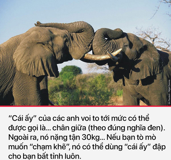 Nếu có cơ hội được ở gần 1 chú voi thì cũng đừng dại tò mò nhé