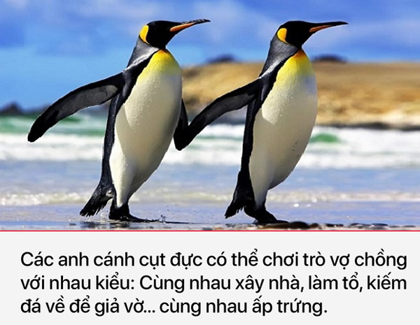 Chim cánh cụt cũng chơi trò "vợ chồng"