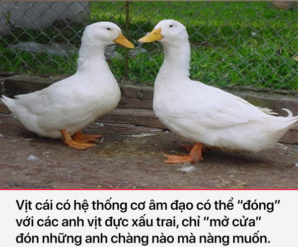 Những anh chàng vịt nào đẹp trai mới có cơ hội nhé