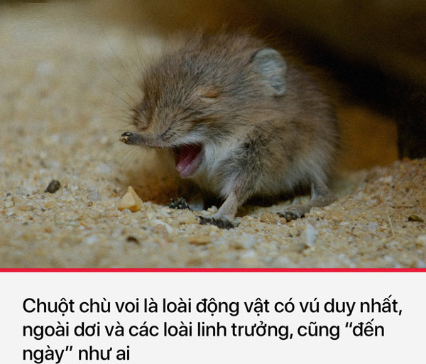 Chuột chù voi cũng "đến ngày" như ai