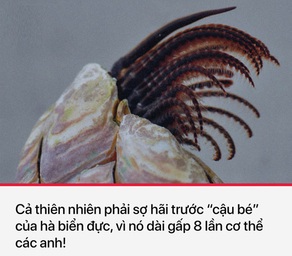 Hà biển đực có "cậu bé" dài gấp 8 lần cơ thể nó