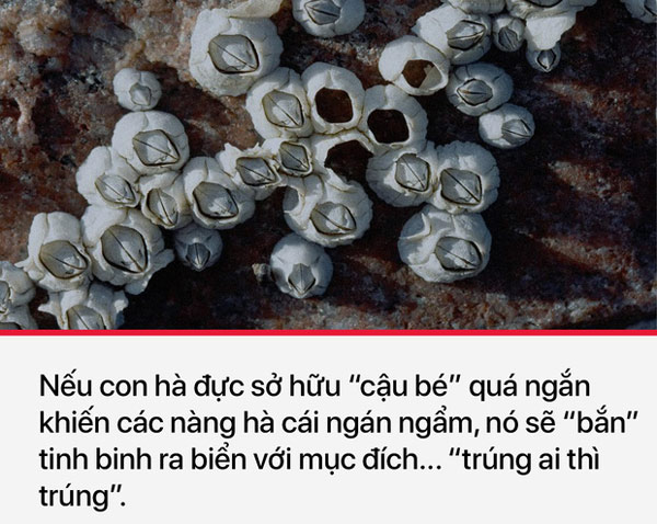 Khi đã cố gắng hết sức mà vẫn không tìm được bạn gái thì con hà đực đành trông chờ vào vận may vậy