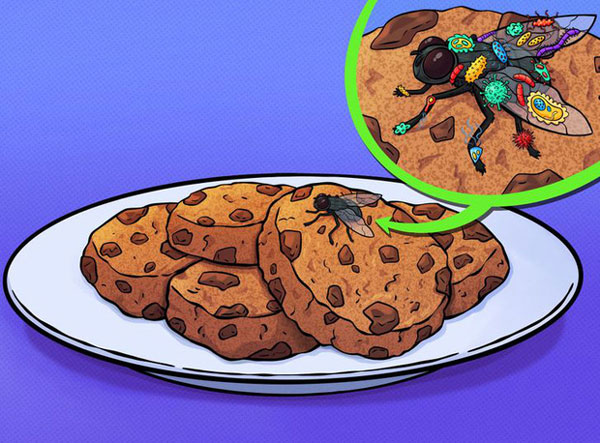 Ruồi là một ổ vi khuẩn