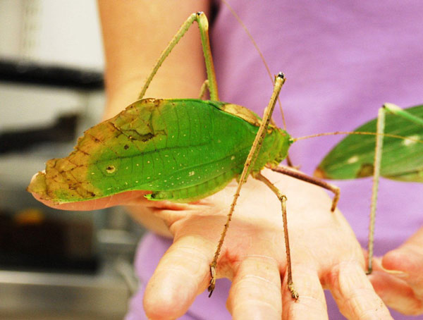 Giant Long-Legged Katydids