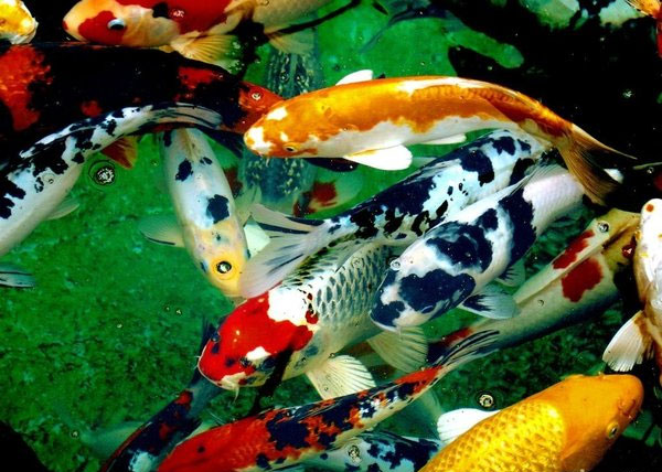 Cá Koi