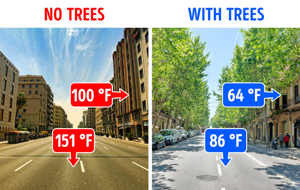 Cây xanh giúp nhiệt độ thành phố mát hơn