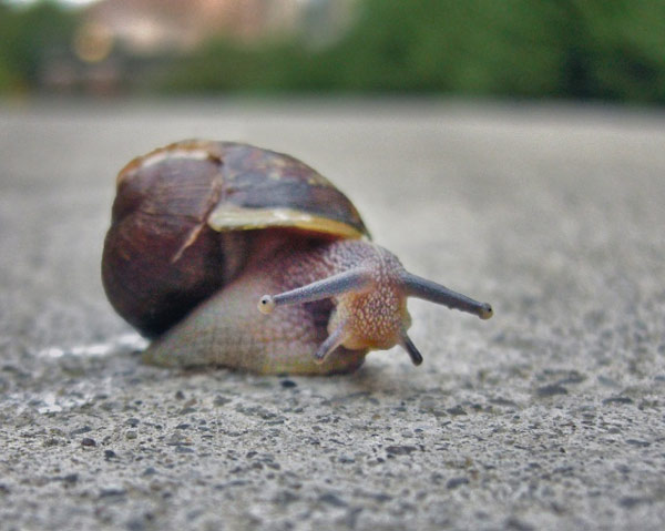 Con ốc sên to nhất thế giới dài khoảng 91cm và nặng tới 18kg