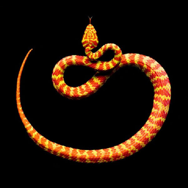 Một con Pit-viper màu vàng-cam 'tạo dáng' uốn cong hình chữ S đầy mê hoặc.