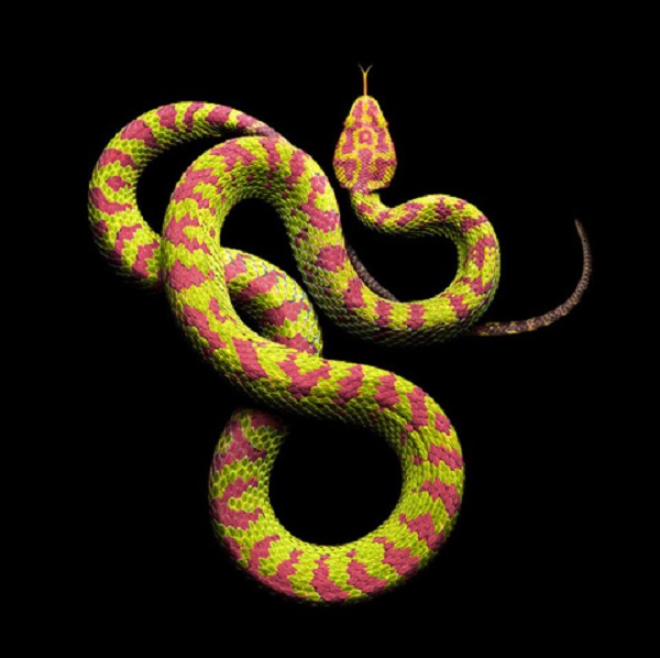 10 loài rắn độc nhất Việt Nam và cách nhận biết chúng