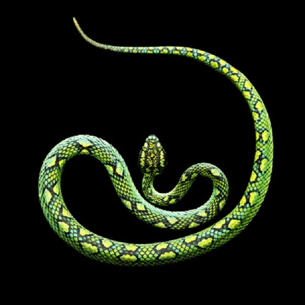 10 loài rắn độc nhất Việt Nam và cách nhận biết chúng