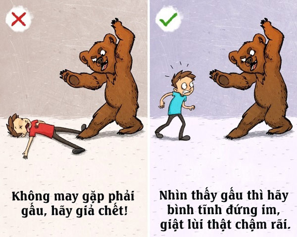 Khi bị gấu tấn công