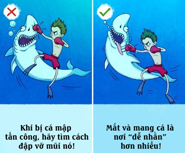 Cá mập