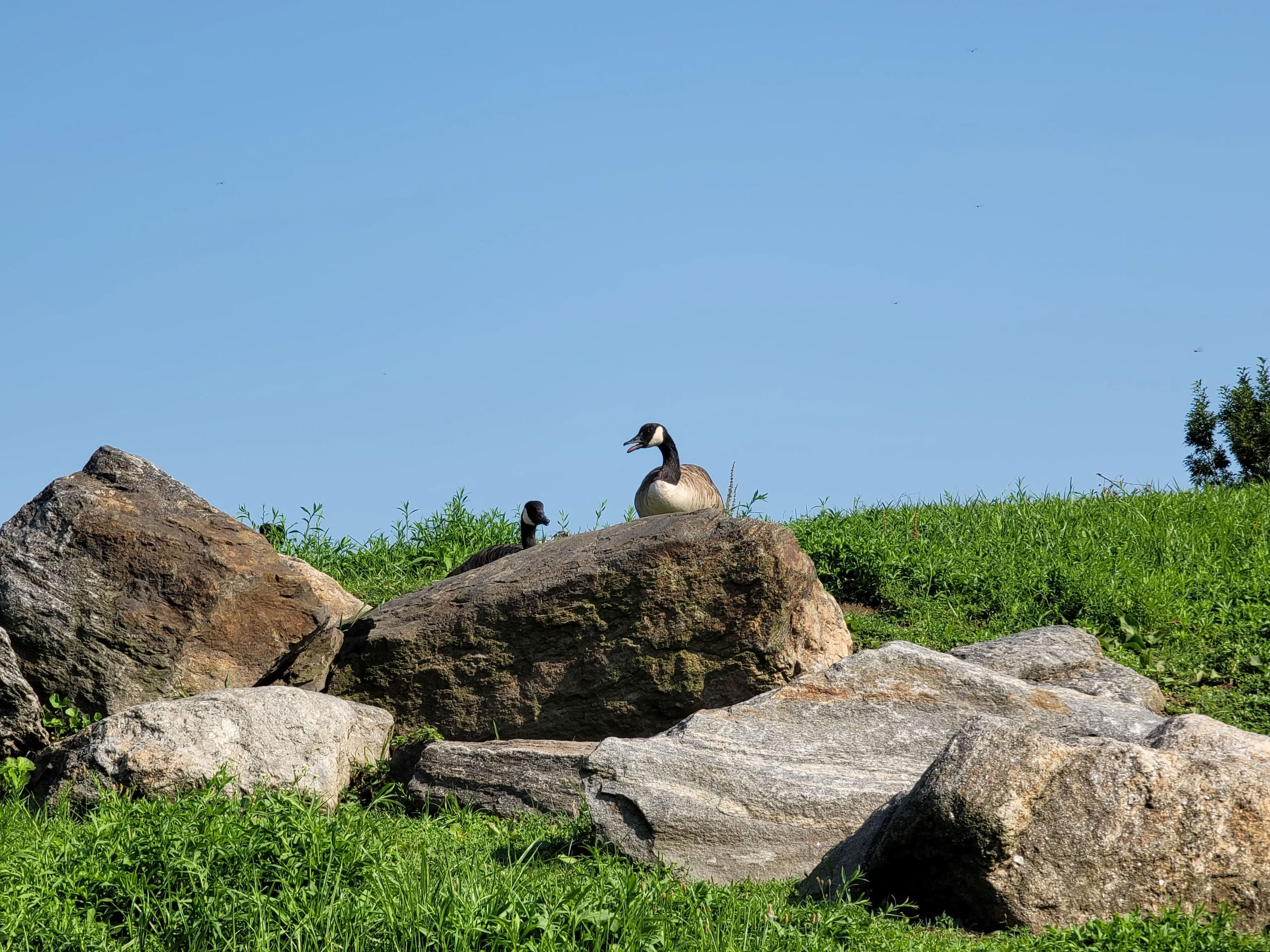 Ảnh chụp zoom 5x quang