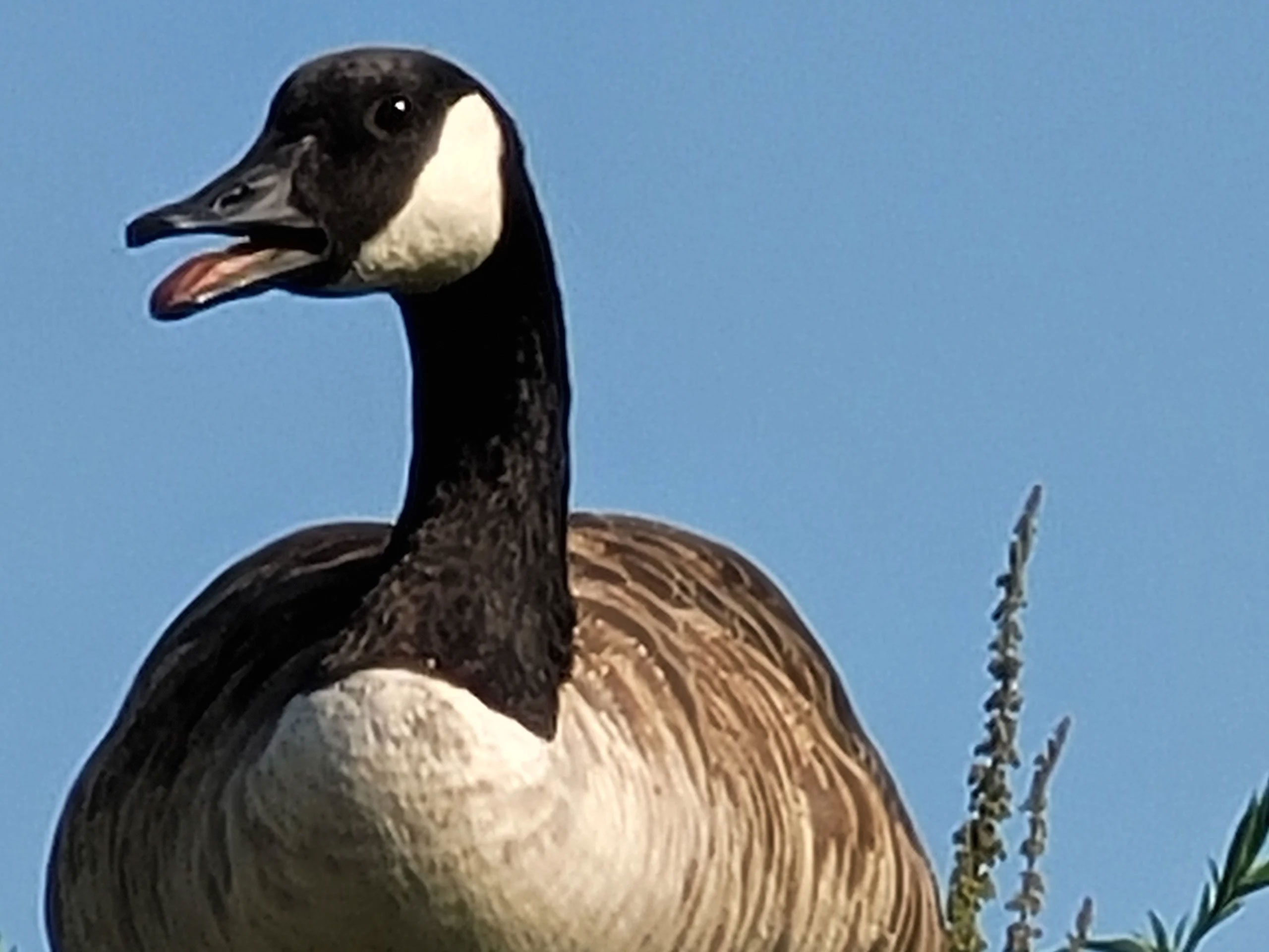 Ảnh chụp zoom 50x kỹ thuật số