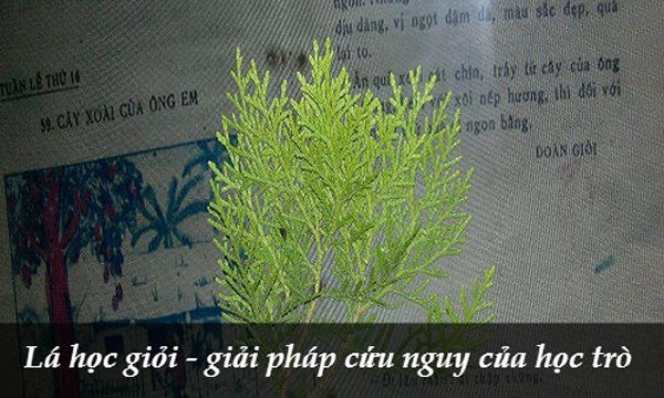 Không biết ai truyền lại rằng, chỉ cần ép lá học giỏi vào sách thì học bài sẽ nhanh thuộc hơn rất nhiều.