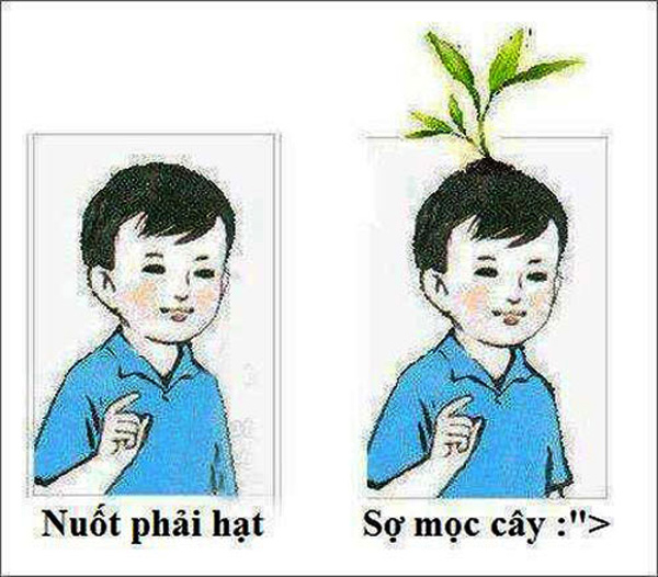 Nỗi sợ của không ít đứa trẻ ngày xưa khi nuốt phải hạt trái cây là bị mọi người dọa hạt sẽ nảy mầm và mọc thành cây trong bụng.