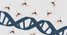 Tự duy kiểu Mỹ: Diệt muỗi bằng cách thả thêm muỗi ra môi trường