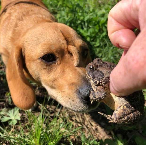 Chắc kiếp trước của chú chó này là kỳ lân