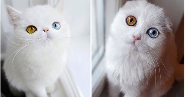 Mèo 2 màu mắt