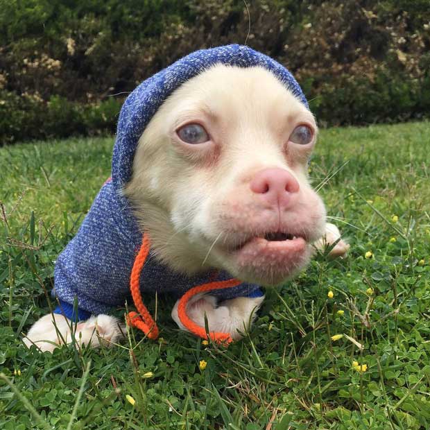 Chú chó bạch tạng hiếm gặp với đôi mắt cực mơ màng