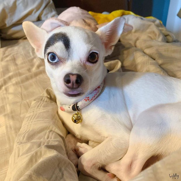 Chú chó có khuôn mặt rất đặc biệt