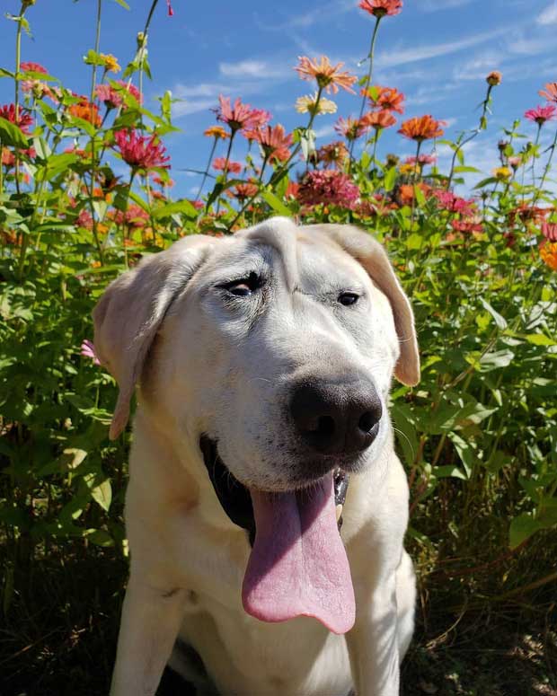 Khuôn mặt chú chó như bị ai đó chỉnh sửa photoshop quá đà