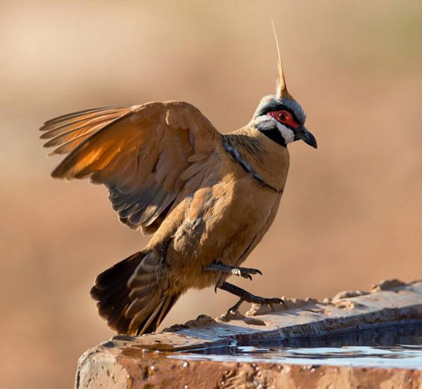 Bồ câu Spinifex