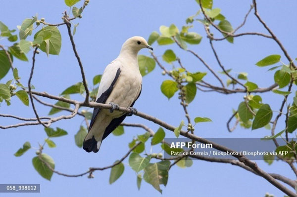 Bồ câu Hoàng gia