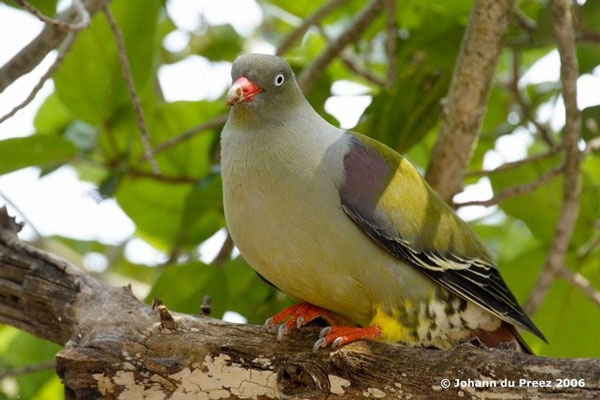 Bồ câu xanh Châu Phi