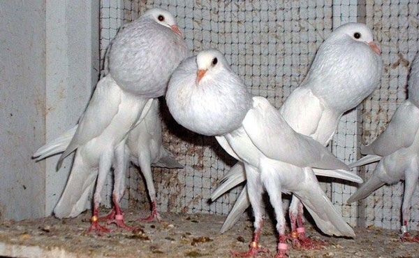 Bồ câu Brunner Pouter