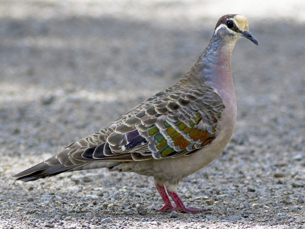Bồ câu Bronzewing