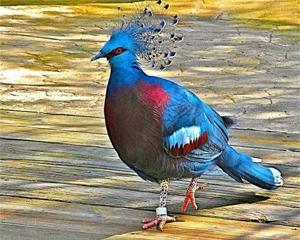 Bồ câu Vương miện Victoria