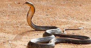 5 sự thật về rắn hổ mang chúa