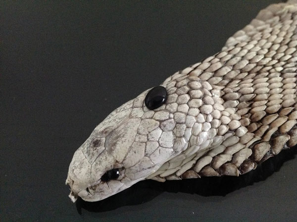 Viên ngọc trên đầu rắn hổ mang