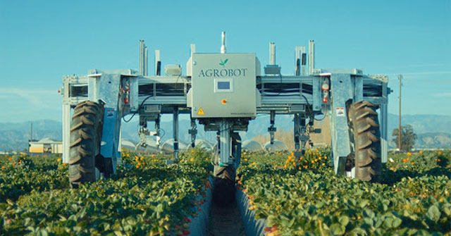 Cỗ máy thu hoạch dâu tây