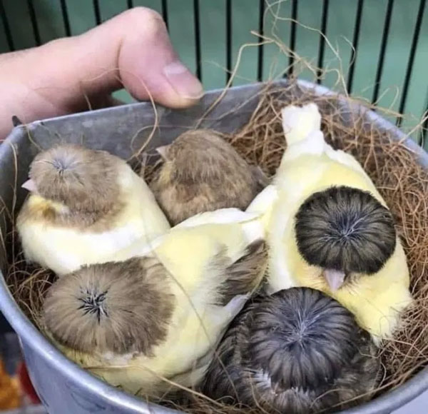 Interestingly, each daisy-headed canary has a different “hair”