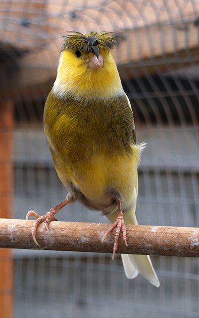 This bird has beautiful colors.