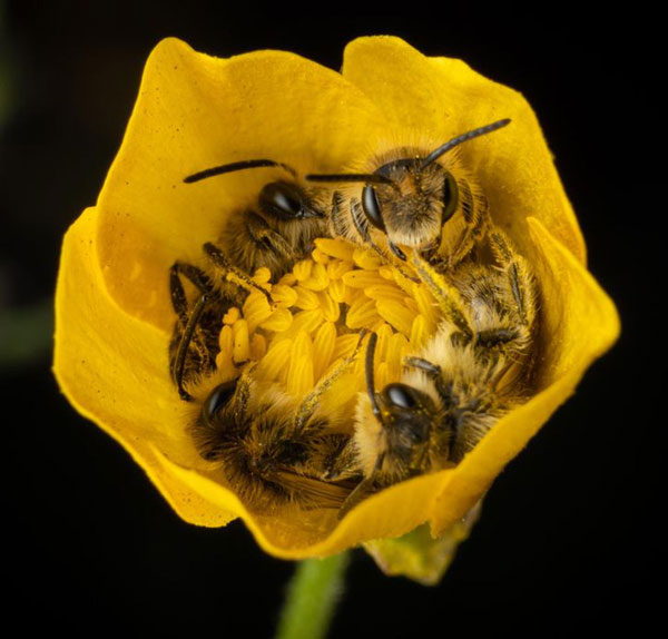Bông hoa trở thành nơi nghỉ ngơi lý tưởng của 4 chú ong.