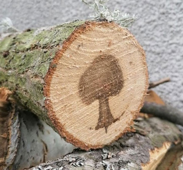 Cây xuất hiện ở trong thân của một cây.