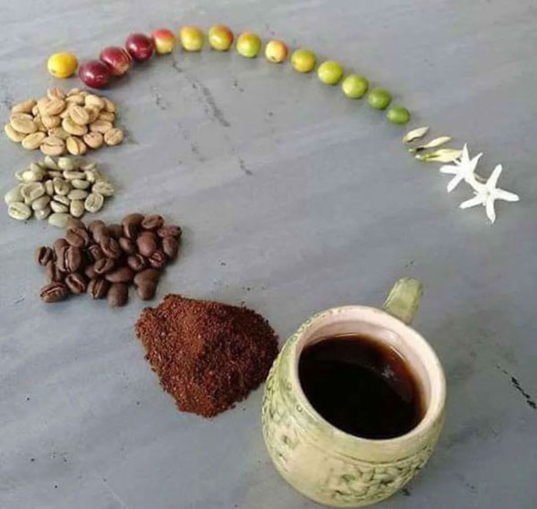 Vòng đời của những hạt cà phê, từ lúc còn là bông hoa cho đến khi được người ta pha thành món đồ uống hấp dẫn. (Nguồn: Boredpanda).