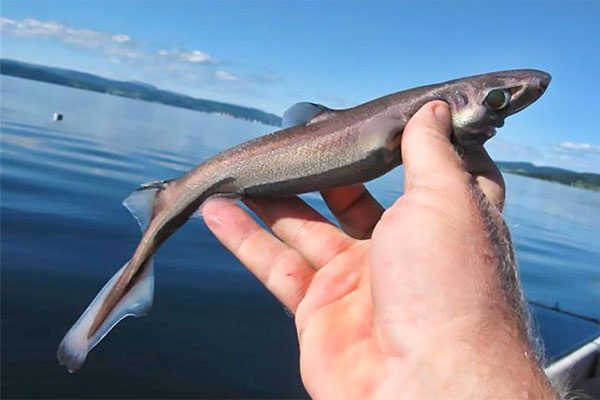 Cá mập Etmopterus perryi