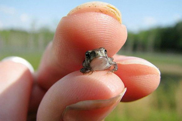 Nhái Paedophryne amauensis