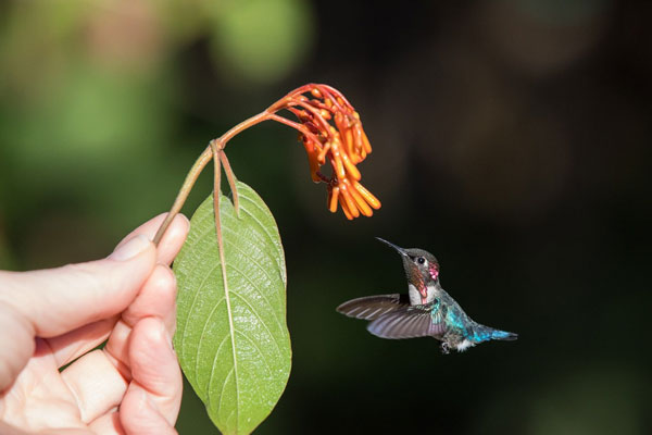 Chim ruồi ong Mellisuga helenae